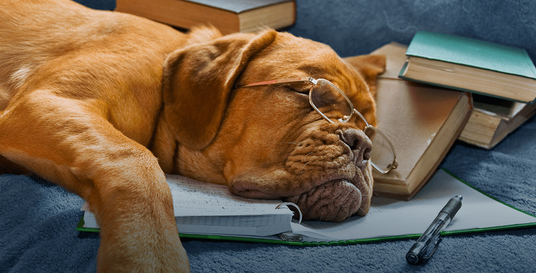 slapende hond, bril, boeken, 2daysmood